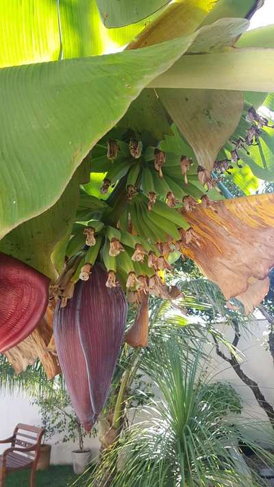 Ponta-de-charuto - Banana