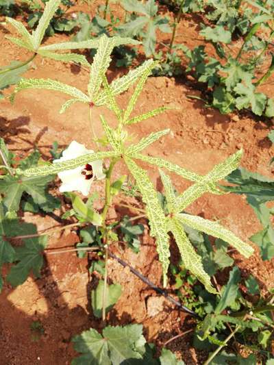 Whiteflies - Okra