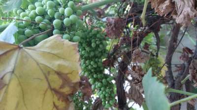 Powdery Mildew of Grape - Grape