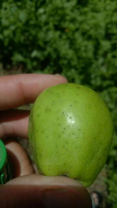 Calcium Deficiency - Apple