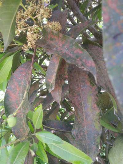 Bacterial Black Spot of Mango - Mango