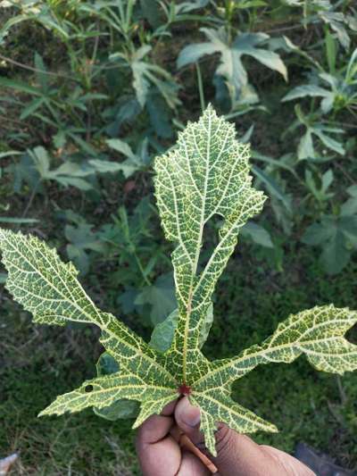 Whiteflies - Okra