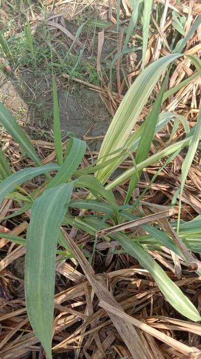 Iron Deficiency - Sugarcane