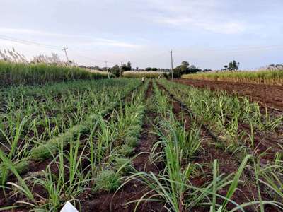 Early Shoot Borer - Sugarcane