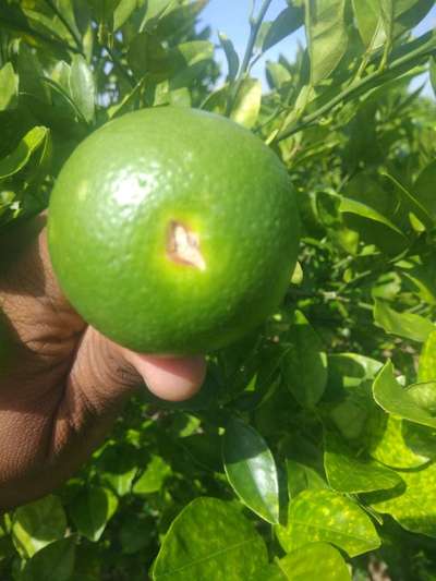 Calcium Deficiency - Citrus