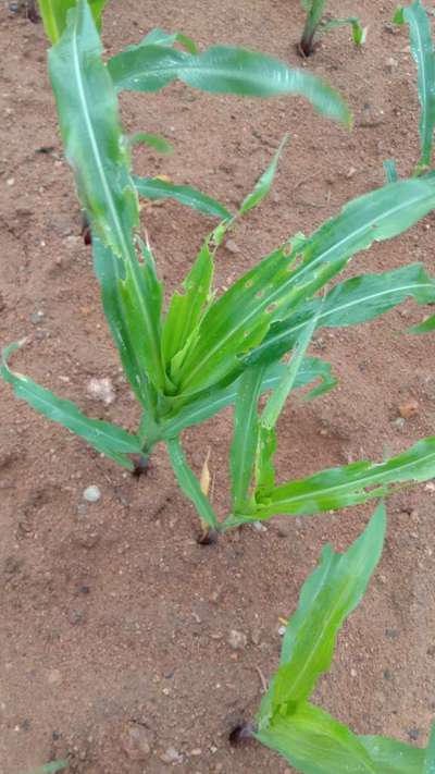 ನೇರಳೆ ಕಾಂಡ ಕೊರಕ - ಮೆಕ್ಕೆ ಜೋಳ