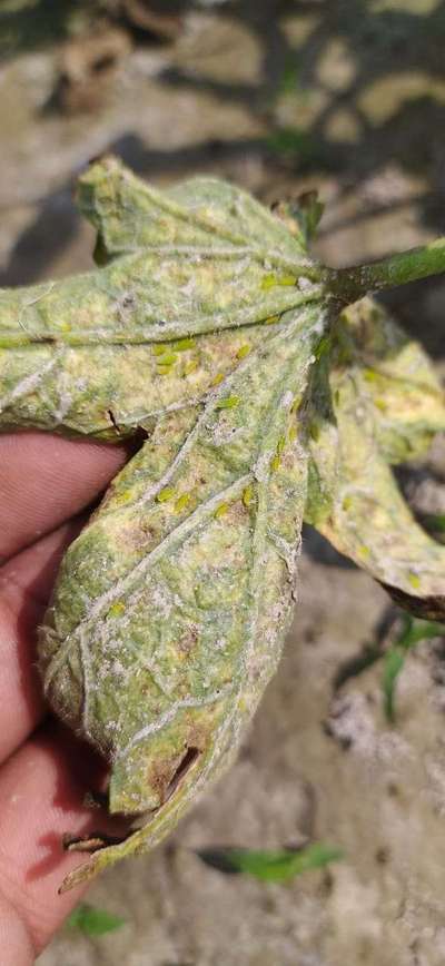 Leafhoppers and Jassids - Okra