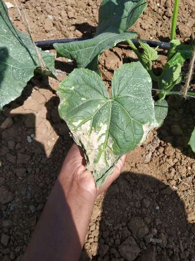 Pesticide Burn - Cucumber