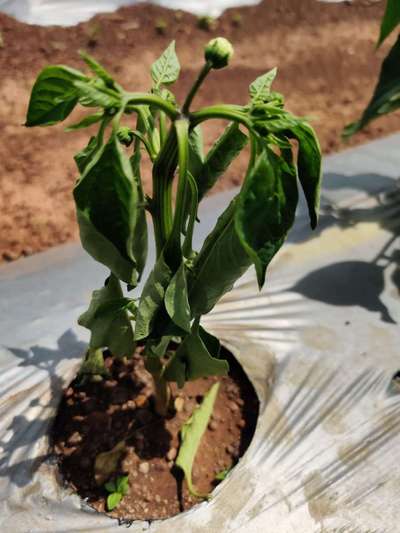 Bacterial Wilt - Capsicum & Chilli