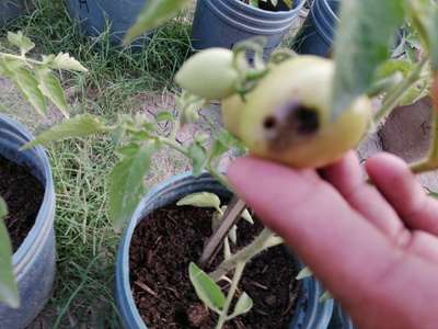 Cabbage Moth - Tomato