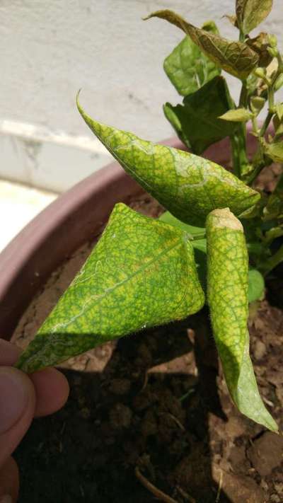 Bean Yellow Mosaic Virus - Bean