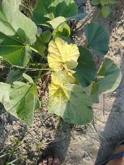 Sulfur Deficiency - Melon