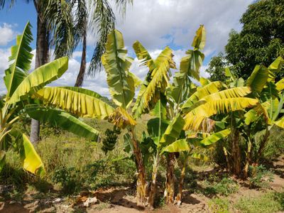 Mal-do-Panamá - Banana