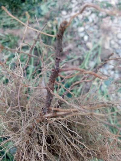 ನೆಮಾಟೋಡ್ ಗಳು - ಗೋಧಿ