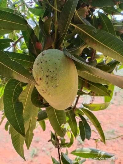 Mango Fruit Fly - Mango