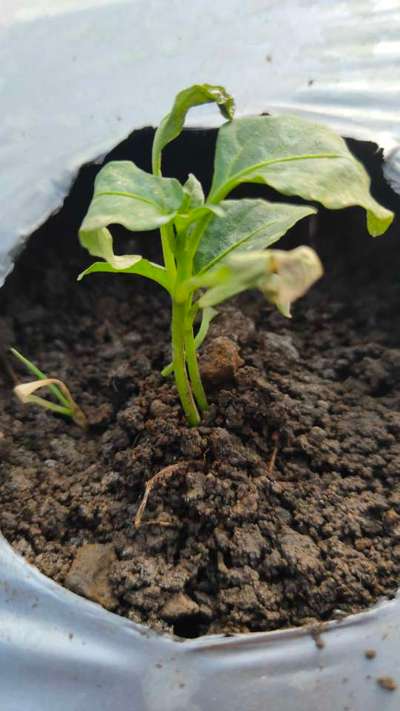 Fusarium Wilt - Capsicum & Chilli