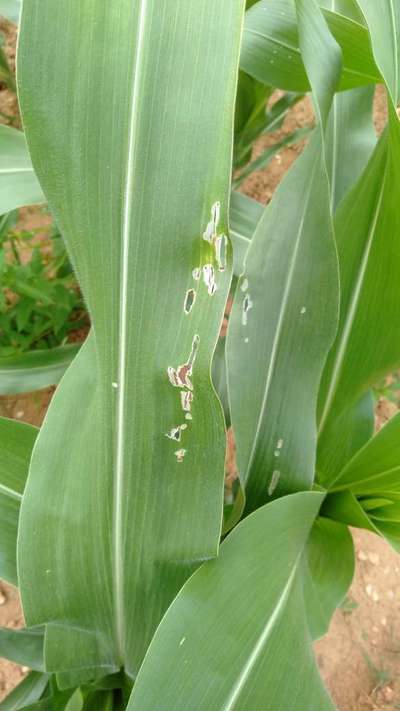 ಚಿಗಟ ಜೀರುಂಡೆ (ಫ್ಲೀ ಬೀಟಲ್) - ಮೆಕ್ಕೆ ಜೋಳ