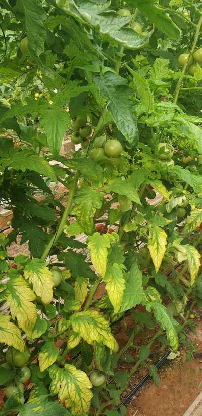 Magnesium Deficiency - Tomato