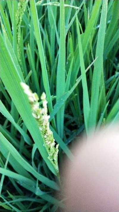 Fusarium Head Blight - Rice