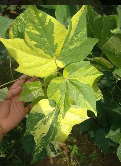 Leaf Variegation - Cotton