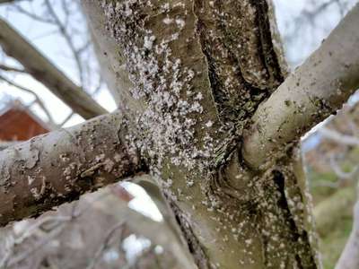 Mealybug - Apple