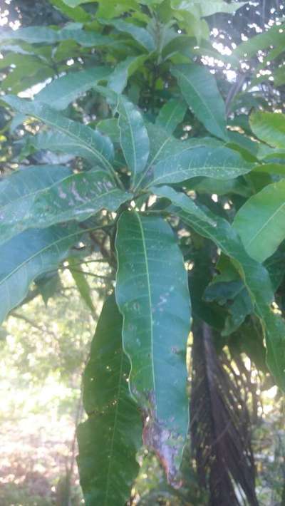 Antracnosis de la papaya y el mango - Mango