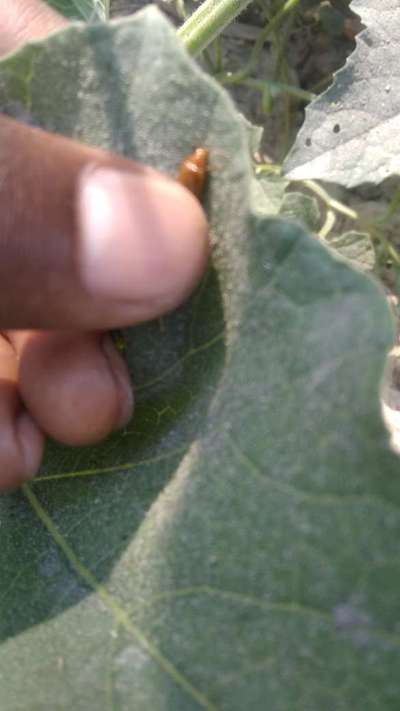 Red Pumpkin Beetle - Brinjal