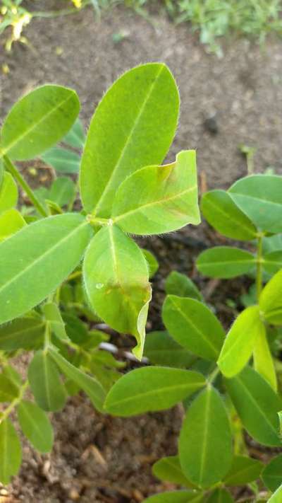 Alternaria Leaf Spot Peanut - Peanut