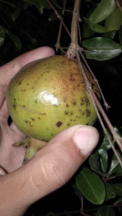 Bacterial Blight of Pomegranate - Pomegranate