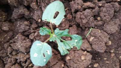 Flea Beetles - Okra