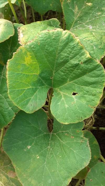 পটাশিয়ামের অভাবজনিত লক্ষণ - কুমড়া