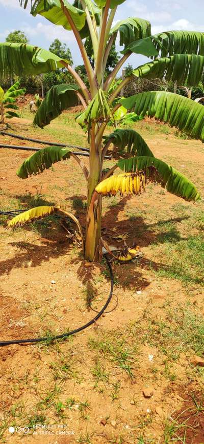 ಪೊಟ್ಯಾಸಿಯಮ್  ಕೊರತೆ - ಬಾಳೆಹಣ್ಣು