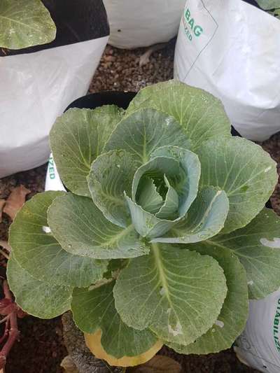 Nitrogen Deficiency - Cabbage