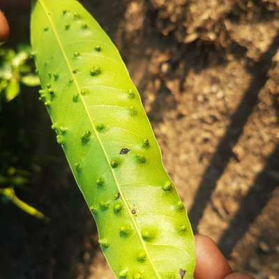 ಮಾವಿನ ಮಿಡ್ಜ್ - ಮಾವು