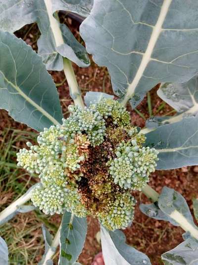 Boron Deficiency - Cabbage