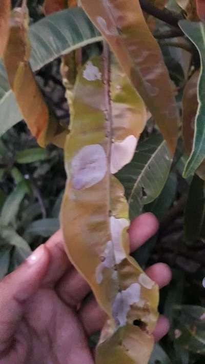Fertilizer Burn - Mango