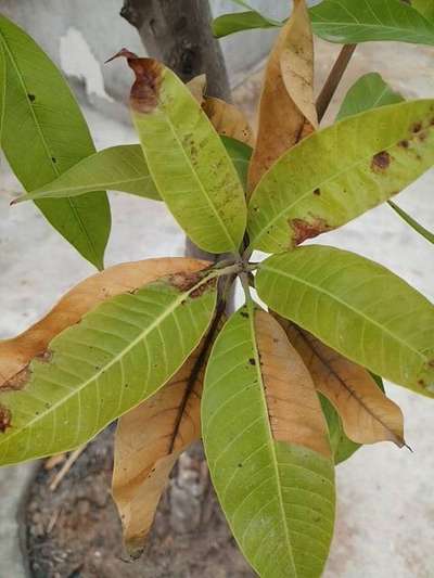 Anthracnose of Papaya and Mango - Mango