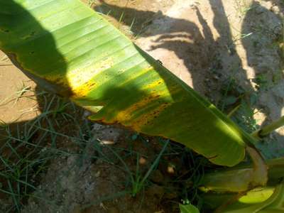 Yellow and Black Sigatoka - Banana