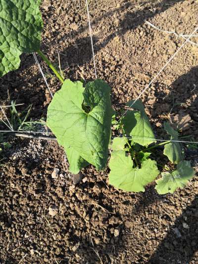 Leaf Miner Flies - Cucumber