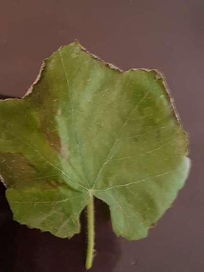 Potassium Deficiency - Grape