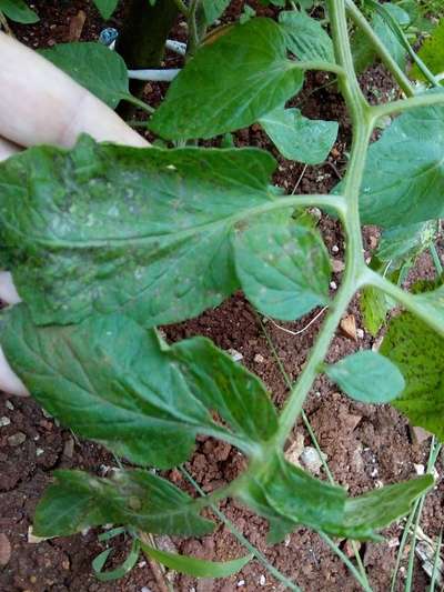 Mancha-de-septoria / Septoriose - Tomate