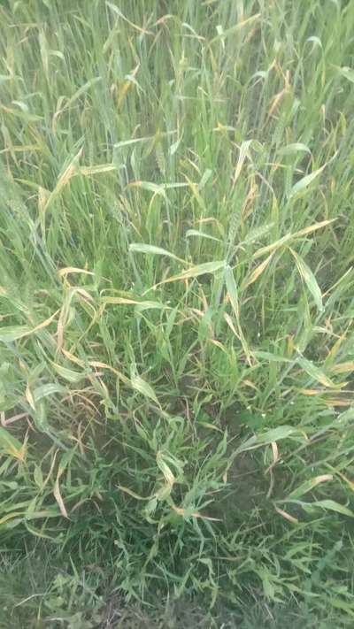 Snow Mold of Cereals - Wheat