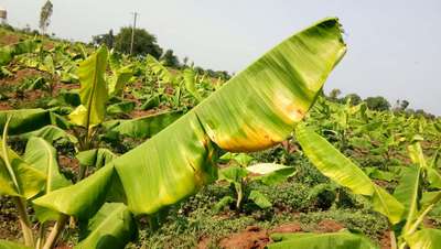 ಪನಾಮಾ ರೋಗ - ಬಾಳೆಹಣ್ಣು