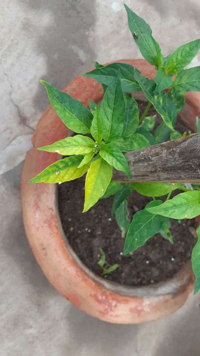 Sulfur Deficiency - Capsicum & Chilli