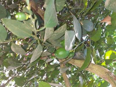 Leaf Miner Flies - Citrus