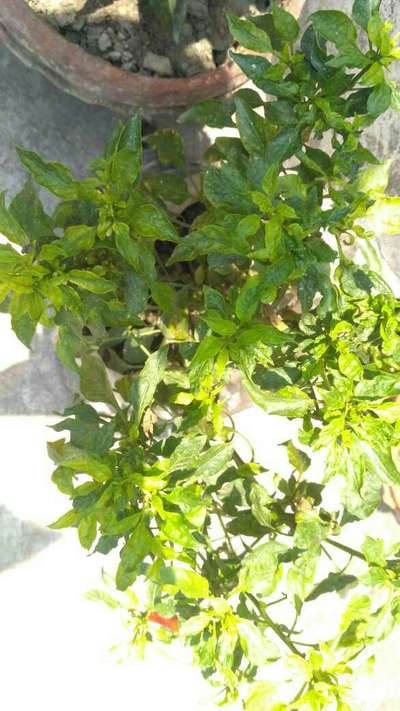 Powdery Mildew of Pepper - Capsicum & Chilli