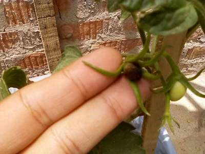 Tomato Leaf Miner - Tomato