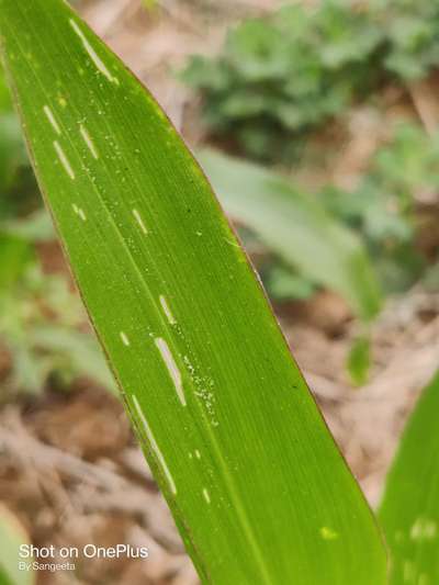 Bean Leaf Webber - Maize