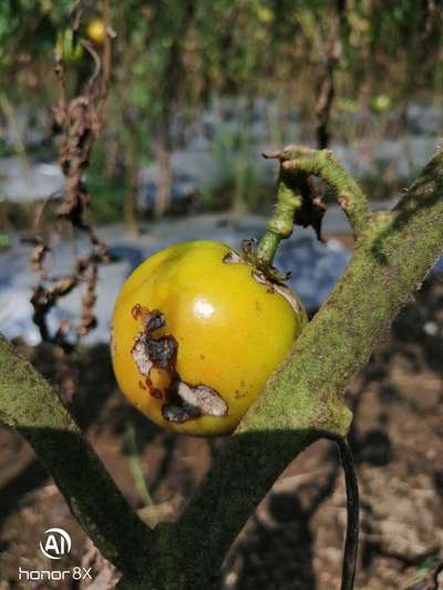 Anthracnose of Pepper - Brinjal