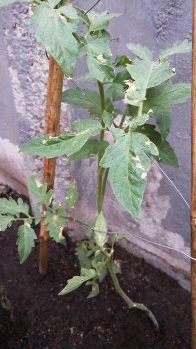 Cogollero del Tomate - Tomate